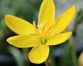 Gelbe Regenlilie Samen - Zephyranthes Sommer bis Herbstblüten