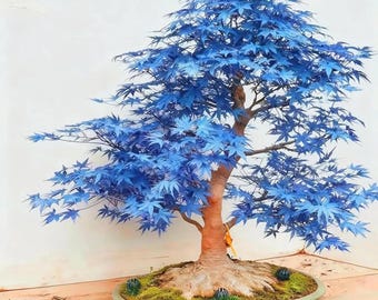 Blauer Ahorn Bonsai-Samen - Heirloom Zierbaumpflanze