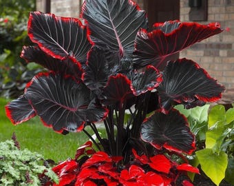 Black Dragon Coleus Samen - Dunkle Zierpflanzen