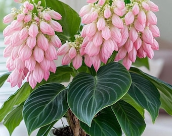 Peperomia Heizkörper - Innen dekorative pflegeleichte Zimmerpflanze