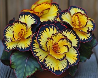 Gelbe Begonien-Samen - Seltene Zierpflanze für Innen- und Gartenpflanzen