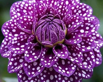 Lila weiße Dahlie Variabilis Samen - Doppelblüte Gartenblumen