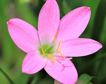 Pink Rain Lily Samen - Zephyranthes Sommer bis Herbstblüten