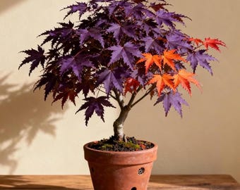 30+ Samen von violettem Ahorn - seltener Acer palmatum japanischer Baum