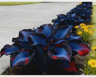 Mitternachtsblaue Hosta-Samen - mehrjähriges Laub im Zierschattengarten