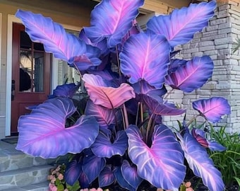 Fiesta Caladium Samen - ausgefallene Elephant Ear Shade Gartenblattpflanze