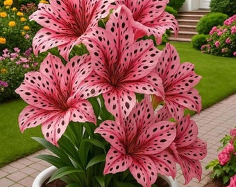 Appleblossom Snapdragon Samen - Einfach Wachsende Zierblumenpflanze