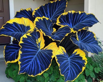 Schwarze magische Elefantenohr-Samen - Tropische Colocasia Gartenblattpflanze