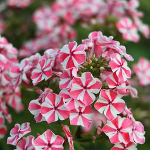 May include: Close-up of vibrant pink and white striped phlox flowers in full bloom. The petals radiate from a central point, creating a starburst effect. Green foliage provides a natural backdrop, highlighting the bright colors of the flowers.