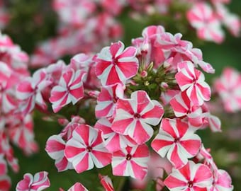 Phlox Peppermint Twist – 1 Root, Fragrant Summer Garden Flower