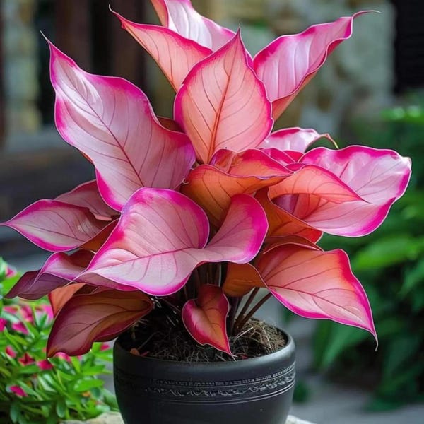 Aglaonema Siam Paragon Seeds – Plante d'intérieur chinoise rose à feuilles persistantes rare