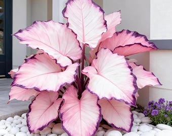 Rosa Lila Calathea Samen - mehrjährige Schatten Garten Laubpflanze