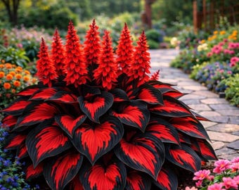 300+ Rot Schwarz Hosta Samen - Seltene mehrjährige Gartenpflanze