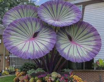 Elephant Ear Samen zum Bepflanzen - Tropisches Riesenblatt Outdoor Gartenpflanze