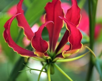 Gloriosa Rothschildiana - 3 Weinknolle, schnell wachsende rote Sommerblüte