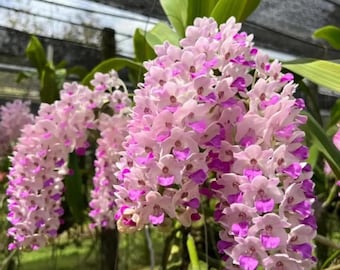 Rhynchostylis Gigantea Orchideen-Samen - Seltene lebende Hybridpflanze