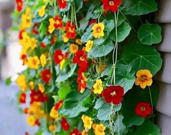 Alaska Mix Kapuzinerkresse Samen - Bunte Blätter & Essbare Gartenblüten