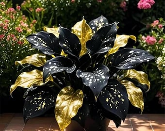 Schwarzgold Calathea Samen - Seltene Schatten Garten Zierpflanze