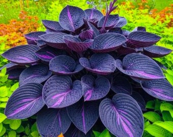 100+ Purpur-Schwarze Hosta-Samen - Seltene Schattenliebende mehrjährige Laubpflanze
