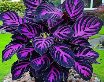 Lila Schwarz Calathea Style Hosta Samen - Seltene mehrjährige Gartenpflanze