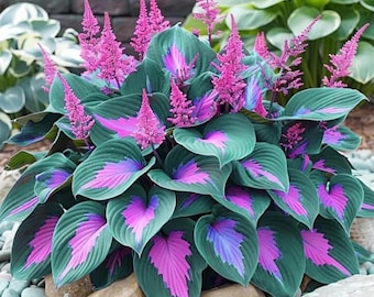 Mehrjährige grüne Calathea-Samen - Zierpflanzenbeschattung