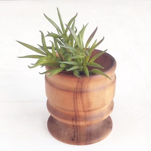 May include: A small, cylindrical wooden planter with a smooth, polished finish and a flared base. The planter features a natural light brown wood grain pattern and contains a small, green, multi-leaf succulent plant with pointed, slender foliage.