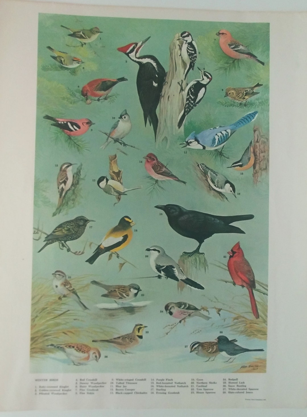 Vintage FIVE Prints by Pennsylvania Game Commission 1965,bird Prints by