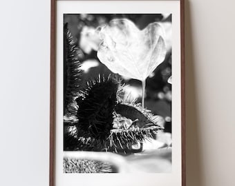 Urucum Botanical Study, High Contrast Black and White Photography