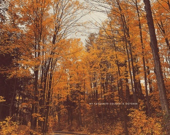 Fall Photography, Autumn Photography, Autumn Colors, Fall Colors, Autumn Art, Fall Art, Nature Art, Nature Photography, Orange and Red