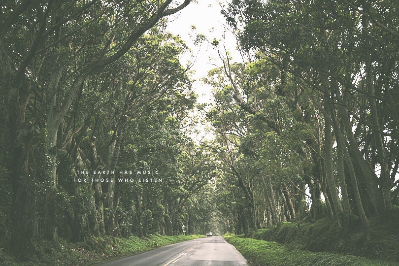 Kauai Hawaii Kauai Photography Tree Canopy Tunnel Trees Etsy