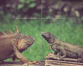Iguanas Photo, Iguana Art, Iguana Photo, Iguana Photograph, Iguana Gift, Iguana Lover, Iguana Decor, Iguana Picture, Iguana Face Off