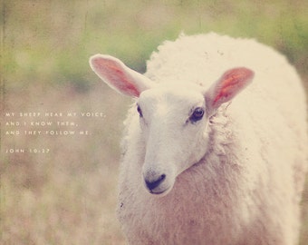 Lamb Photo, Sheep Art, Lamb Photography, Sheep Photography, Cute And Cuddly, Wall Art Decor, Sheep Photo, Lamb Art, Typography Photo