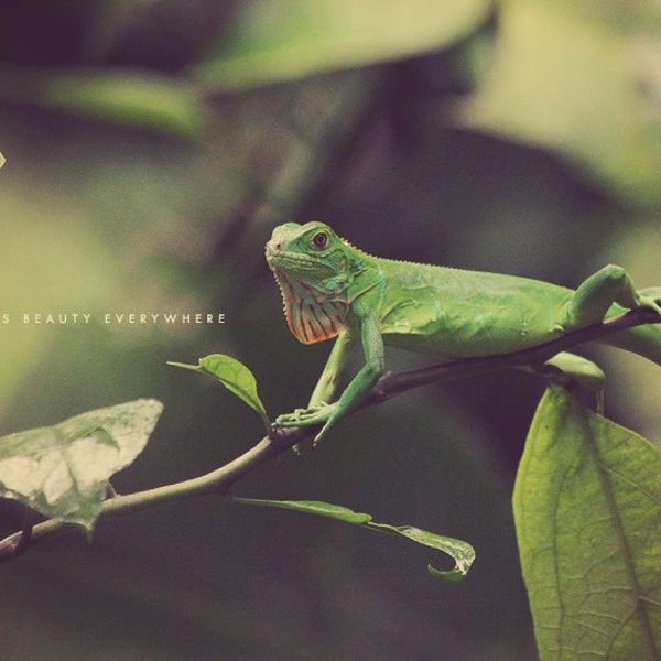 Green Gecko, Rain Forest, Gift Idea, Wildlife Photography, Jungle Photography, Gecko Print, Gecko Art, Gecko Photo, Gecko Gift, Green decor