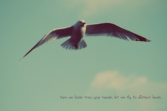 Download Flying Bird Spread Your Wings Bird Flying Soaring Bird Etsy