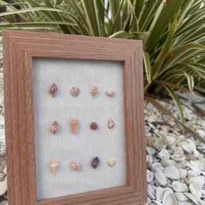 May include: A wooden framed display featuring a collection of small seashells. The shells are mounted on a light fabric background. The shells are in various shapes, sizes, and colours, including brown, tan, and white. The frame is a light brown colour.