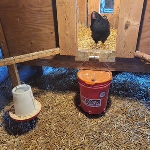 May include: A black chicken stands inside a wooden coop with a red bucket and a white feeder in the foreground. The red bucket has an orange lid and a label that reads "Tractor Supply Co.". The coop is filled with straw.