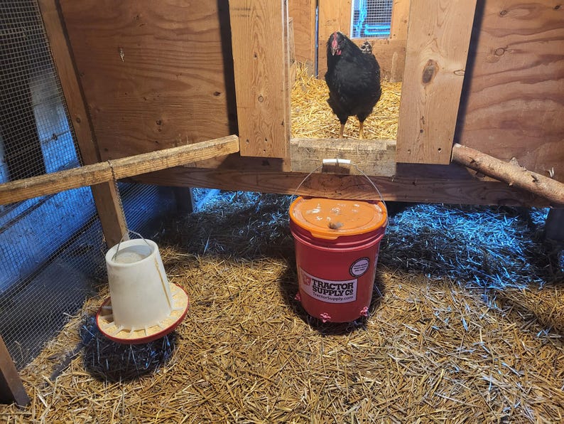 May include: A black chicken stands inside a wooden coop with a red bucket and a white feeder in the foreground. The red bucket has an orange lid and a label that reads "Tractor Supply Co.". The coop is filled with straw.