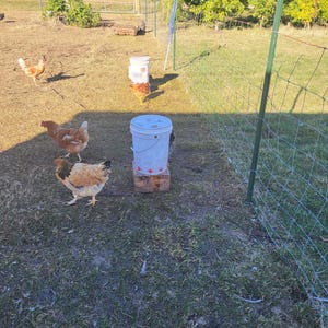 May include: A sunny outdoor scene featuring several chickens in a grassy area. Two white buckets are placed on a wooden base, likely used as a feeder. A wire fence and green metal posts enclose a portion of the yard, with trees and a gate visible in the background.