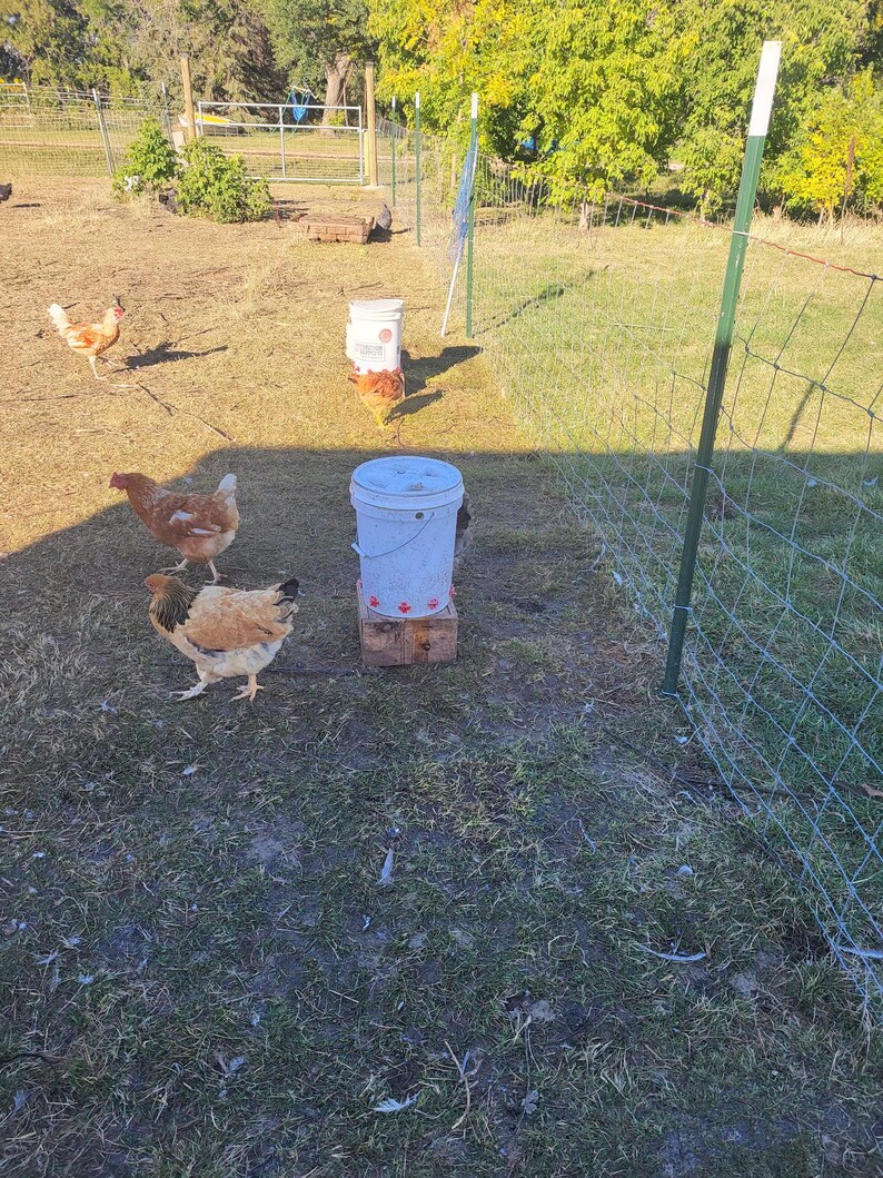 May include: A sunny outdoor scene featuring several chickens in a grassy area. Two white buckets are placed on a wooden base, likely used as a feeder. A wire fence and green metal posts enclose a portion of the yard, with trees and a gate visible in the background.