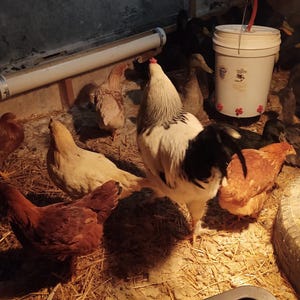 May include: A group of chickens and ducks in a coop. A white and black rooster stands prominently among several brown and tan hens. A white bucket with a red hose hangs above the birds. The coop floor is covered in straw.