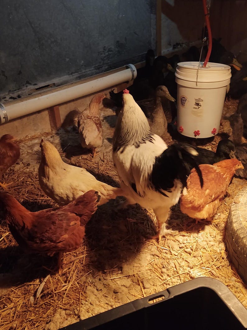 May include: A group of chickens and ducks in a coop. A white and black rooster stands prominently among several brown and tan hens. A white bucket with a red hose hangs above the birds. The coop floor is covered in straw.