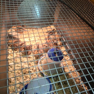 May include: A group of small, brown chicks huddled together inside a wire cage. The cage contains wood shavings, a heat lamp, and two blue and white water dispensers. The chicks are under the warm glow of the lamp.