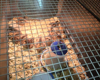 50 Gallon Rubbermaid tote brooder box. This is a DIGITAL PDF DOWNLOAD