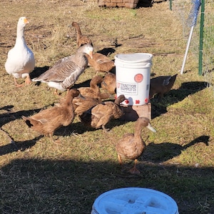 May include: A group of ducks and geese are gathered on a grassy area. A white bucket with the text "Tractor Supply Co" is visible. Chickens are in the background. The scene is outdoors in natural sunlight.