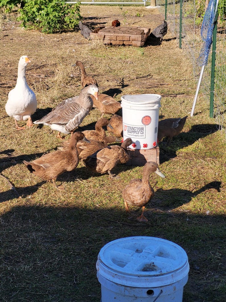 May include: A group of ducks and geese are gathered on a grassy area. A white bucket with the text "Tractor Supply Co" is visible. Chickens are in the background. The scene is outdoors in natural sunlight.