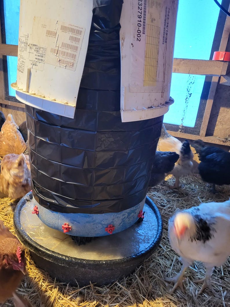 May include: A chicken waterer with a black plastic reservoir and a white top. The waterer is surrounded by chickens in a coop. The waterer has red nipples for the chickens to drink from.
