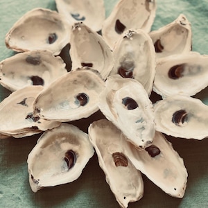 May include: A collection of oyster shells, each with a creamy white exterior and a dark, oval-shaped interior. The shells are arranged in a cluster, showcasing their natural textures and colors. The background is a muted teal.
