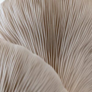 May include: Close-up of a light beige mushroom, showcasing the intricate texture of its gills. The gills are arranged in a radial pattern, creating a visually appealing design. The mushroom's surface has a smooth, slightly curved shape.