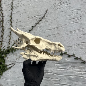 May include: A cream-colored dragon skull with sharp teeth and horns is held by a gloved hand. The skull is detailed with eye sockets and a textured surface, suggesting a fantasy or gothic theme.