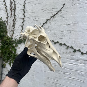 Puede incluir: Cráneo de ciervo blanquecino con dientes y cuencas de los ojos visibles. El cráneo tiene pequeñas astas puntiagudas y se sostiene contra una pared blanca texturizada con vides verdes.